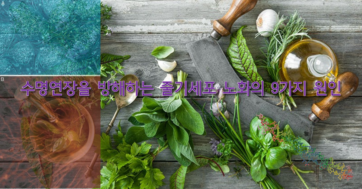 You are currently viewing 수명연장을 방해하는 줄기세포 노화의 9가지 원인