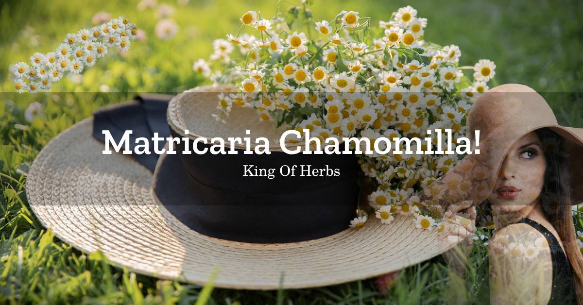 You are currently viewing 마트리카리아 캐모마일(Matricaria Chamomilla) 추출물 및 차(티, Tea)효능 7가지와 카페인 함량은?